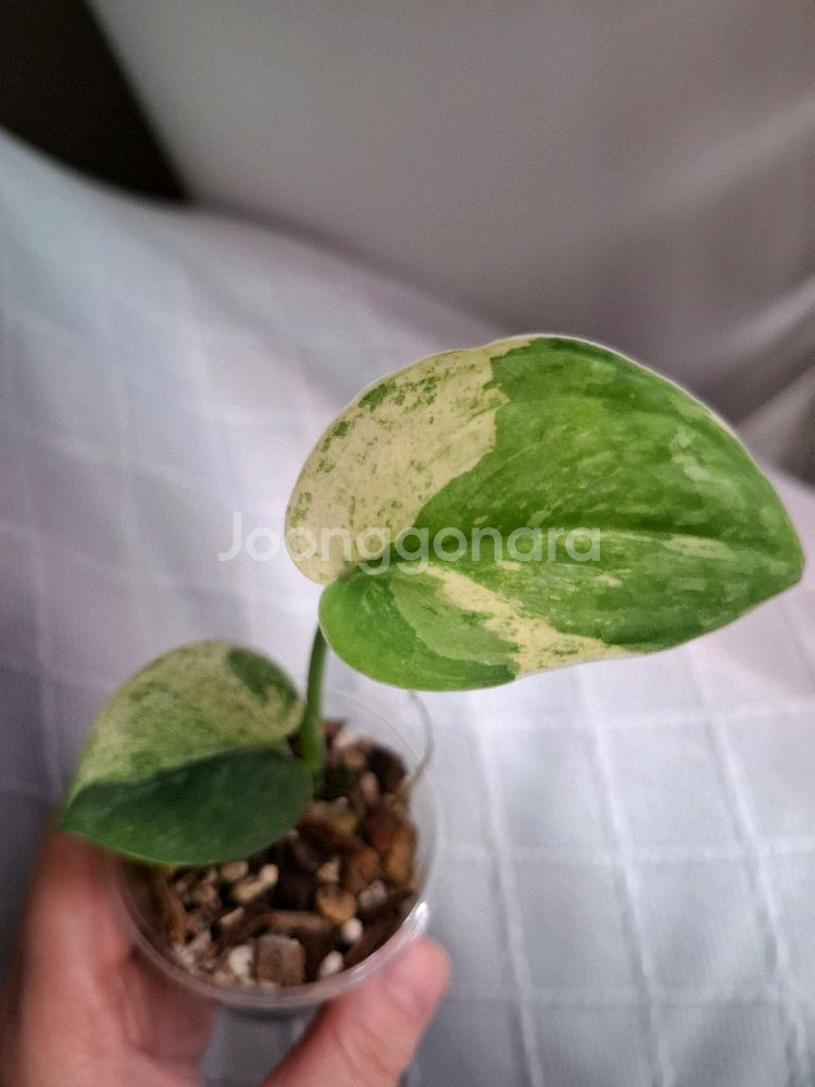 스킨답서스 살라문--1