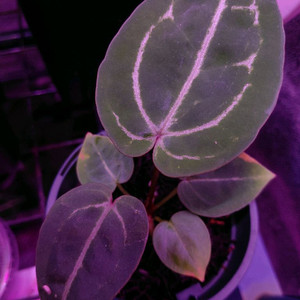 안스리움 FTG WONDER BOY BxA