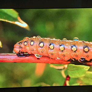 LG OLED65G2KNA 65인치 OLED TV팝니다 이미지