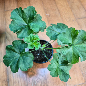 물병자리별 러시아제라늄