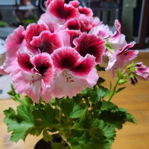 아리스토로맨스 리갈제라늄