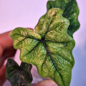 알로카시아 미스틱