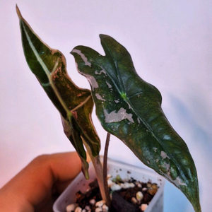 알로카시아 노빌리스 핑크