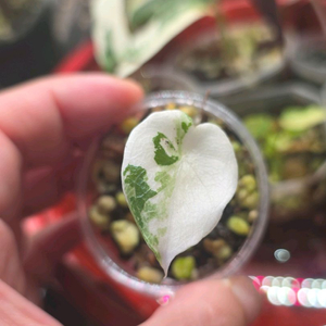 알로카시아 멜로 알보