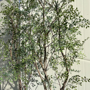 유카립투스 인조목 조화나무