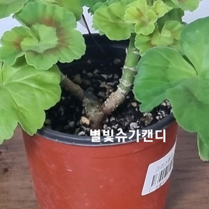 한국제라 별빛슈가캔디 ay패션매직