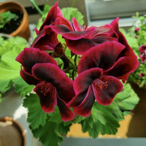 리갈 비타클레식 라즈베리 대품