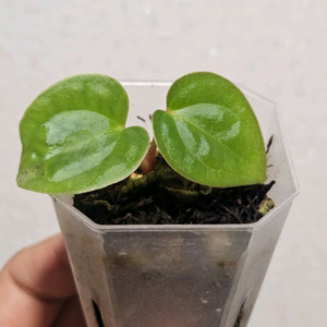 안스리움 BVEP X 럭셔리안스 다크폼