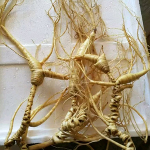 백두산 산양삼 30년 이상 이미지