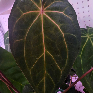 안스리움 에오스 X (블랙위도우 X 미쉘)바리에가타