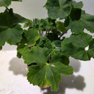 러시아제라늄 로얄브라이드