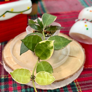 호야 바코엔시스