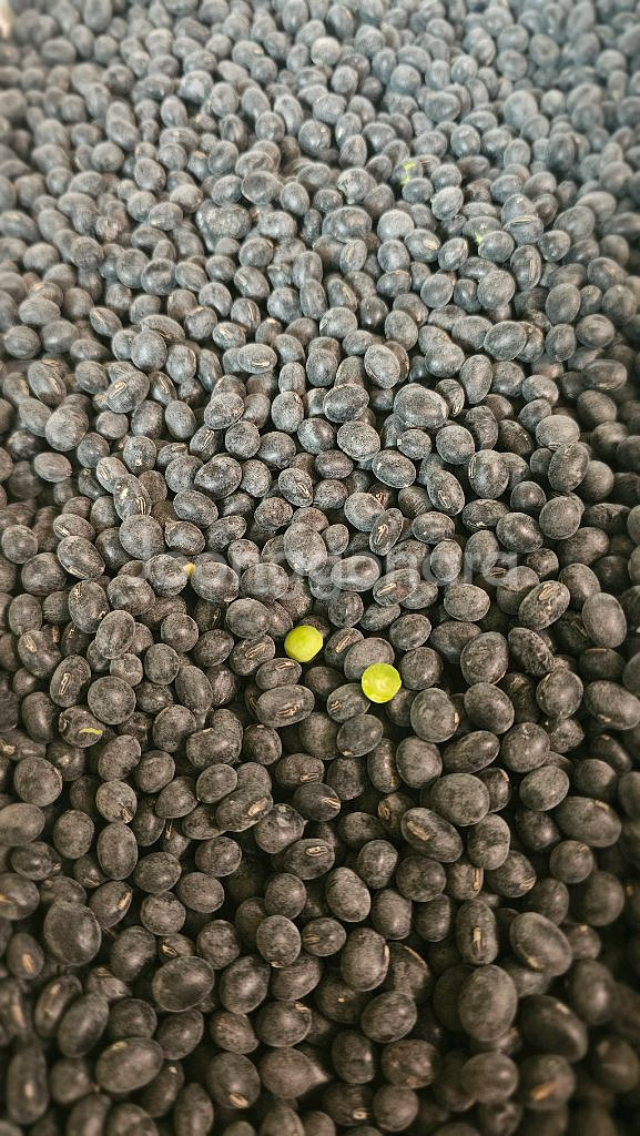 음성 햇서리태--0