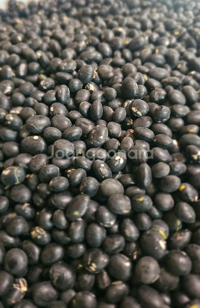 음성 햇서리태--2