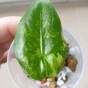 알로카시아 나이로비나이트 화이트 알보 바리에가타