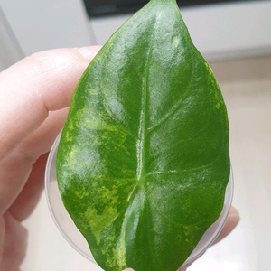 알로카시아 나이로비나이트 화이트 알보 바리에가타