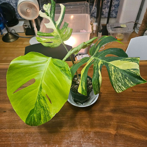 옐로우몬스테라