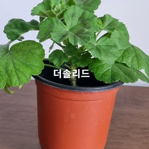 제라늄 더솔리드