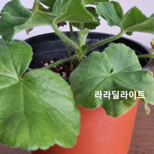 제라늄 라라딜라이트