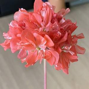 유럽제라늄 보니페이스 버터플라이