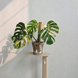 옐로우 몬스테라 탑삽수(순화 후 신엽 나오는중)