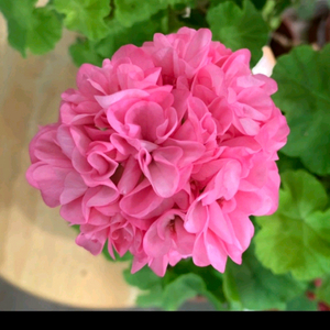 제라늄 빛푸쉬케