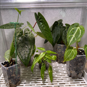 안스리움 다양하게 분양합니다 (방문가능)