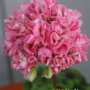 제라늄 4종 빛나빛 ,프릴프릴스윗,봄날엔,도보포인트