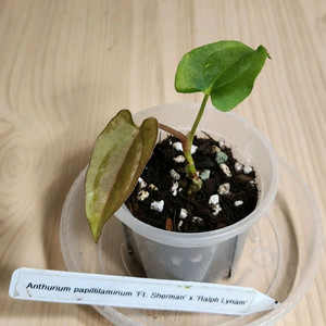 안스리움 파필릴라미넘 FSxRL(JV)