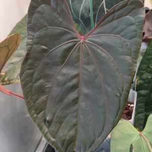 안스리움 럭셔리x레닥피 분양