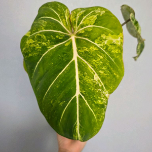 글로리오섬 바리에가타