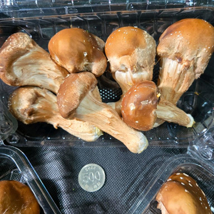 참송이버섯 이미지