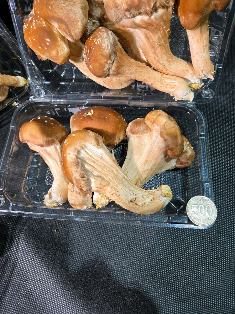 참송이버섯 이미지