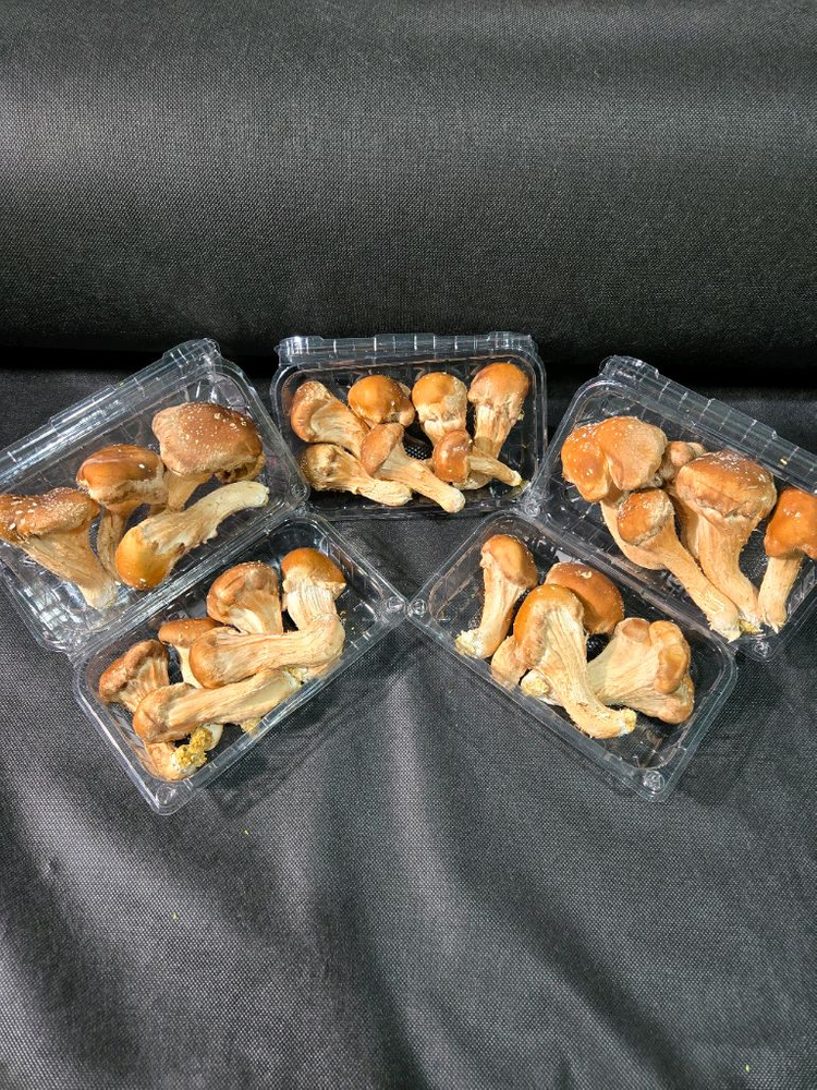 참송이버섯 이미지