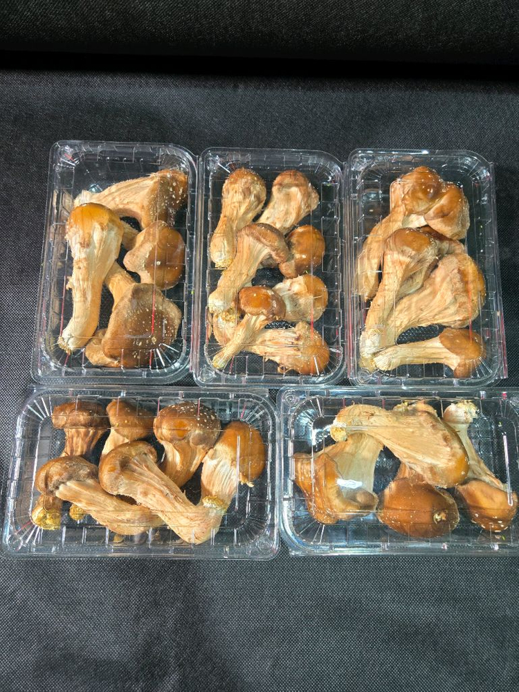 참송이버섯 이미지