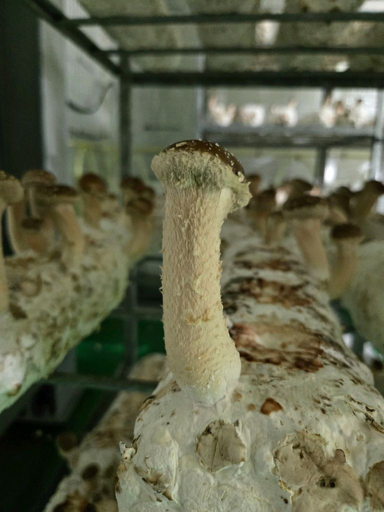 참송이버섯 이미지