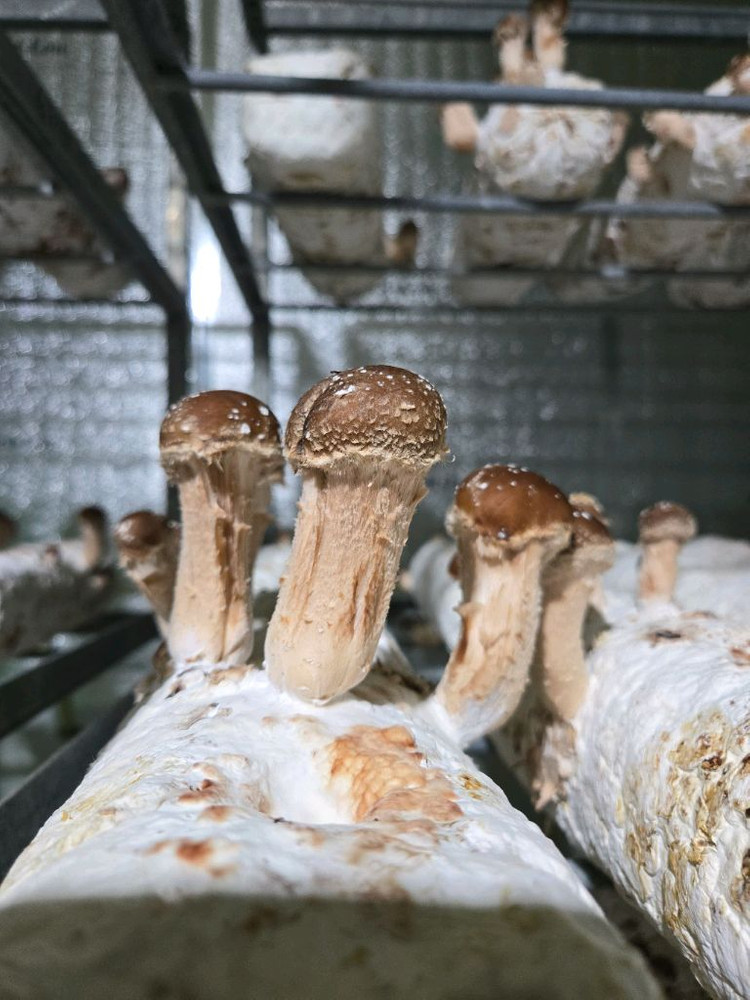 참송이버섯 이미지