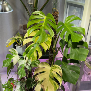 옐로우몬스테라(콧구멍o)