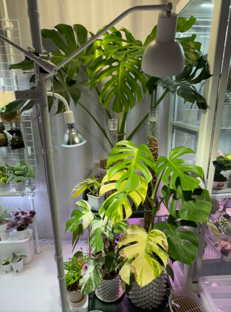 옐로우몬스테라(콧구멍o)--1