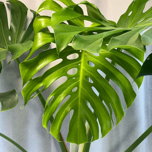 델리시오사 몬스테라 원종 왕커요ㅋㅋㅋ