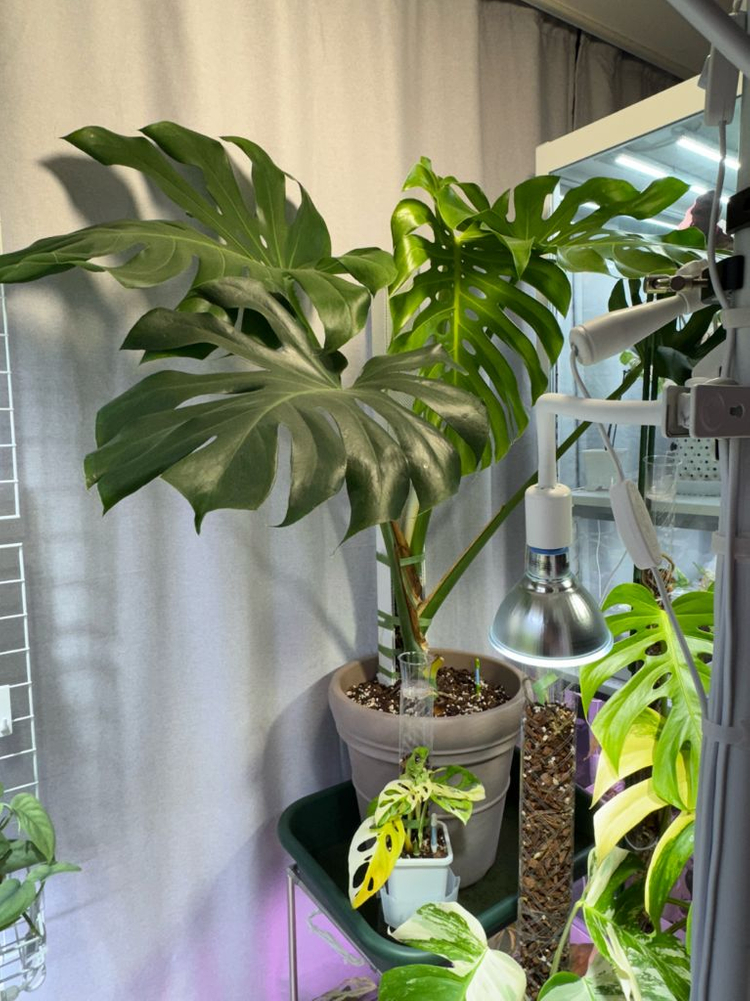 델리시오사 몬스테라 원종 왕커요ㅋㅋㅋ--2