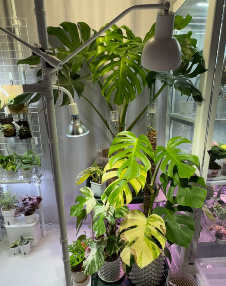 델리시오사 몬스테라 원종 왕커요ㅋㅋㅋ--3