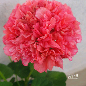 제라늄 4종 로얄브라이드,AY앤,파샤트,도보포인트