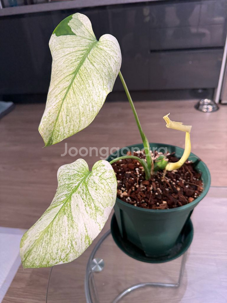 몬스테라 화이트 몬스터 자리비움!--0