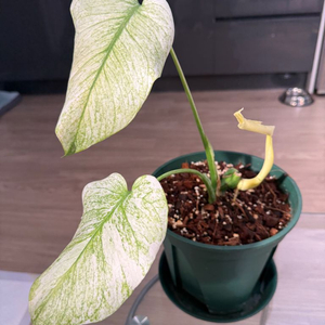 몬스테라 화이트 몬스터 자리비움!