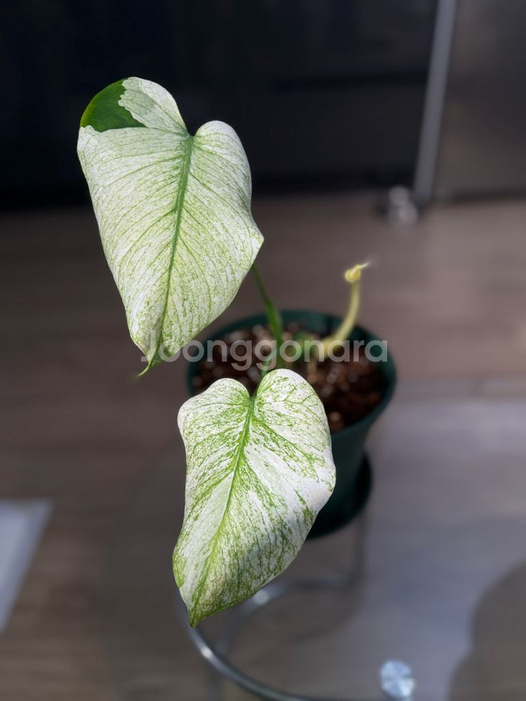 몬스테라 화이트 몬스터 자리비움!--1