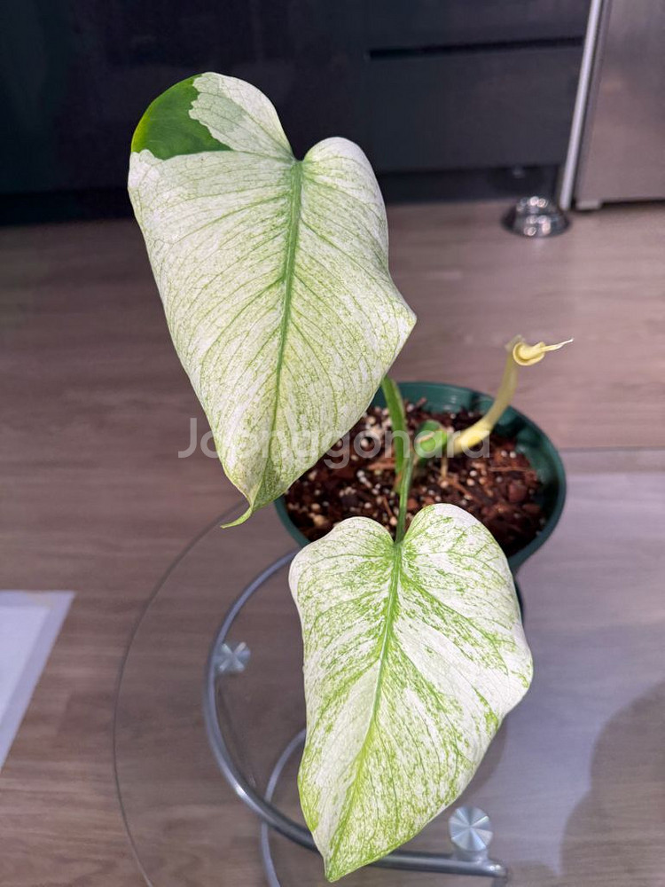 몬스테라 화이트 몬스터 자리비움!--2