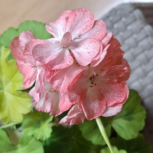 제라늄 베베아니스 대품