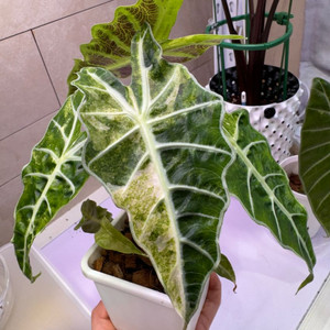 알로카시아 아마조니카 폴리스플래쉬 모주(풍성해요)