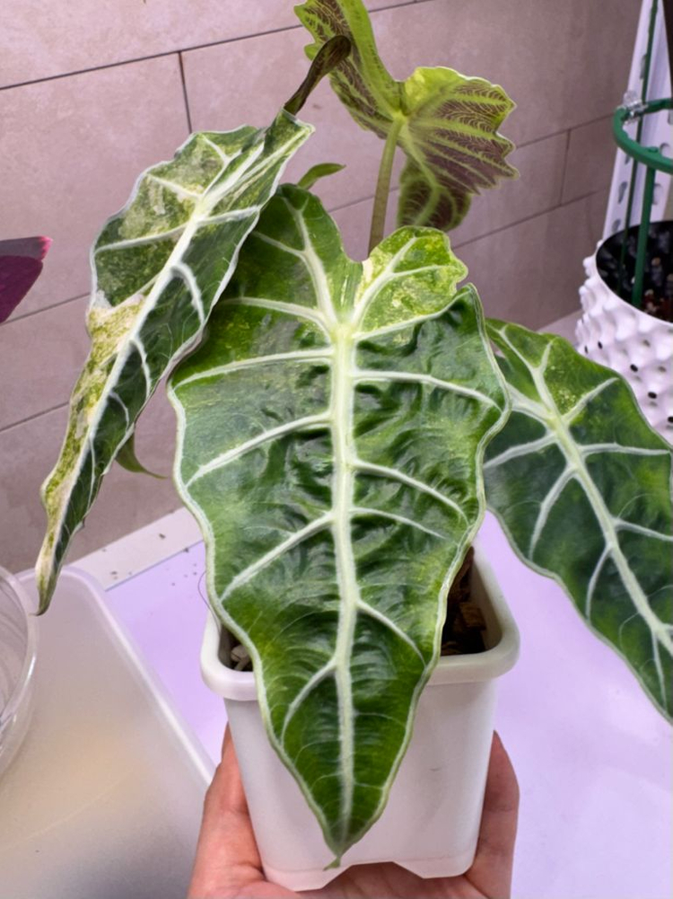 알로카시아 아마조니카 폴리스플래쉬 모주(풍성해요)--1